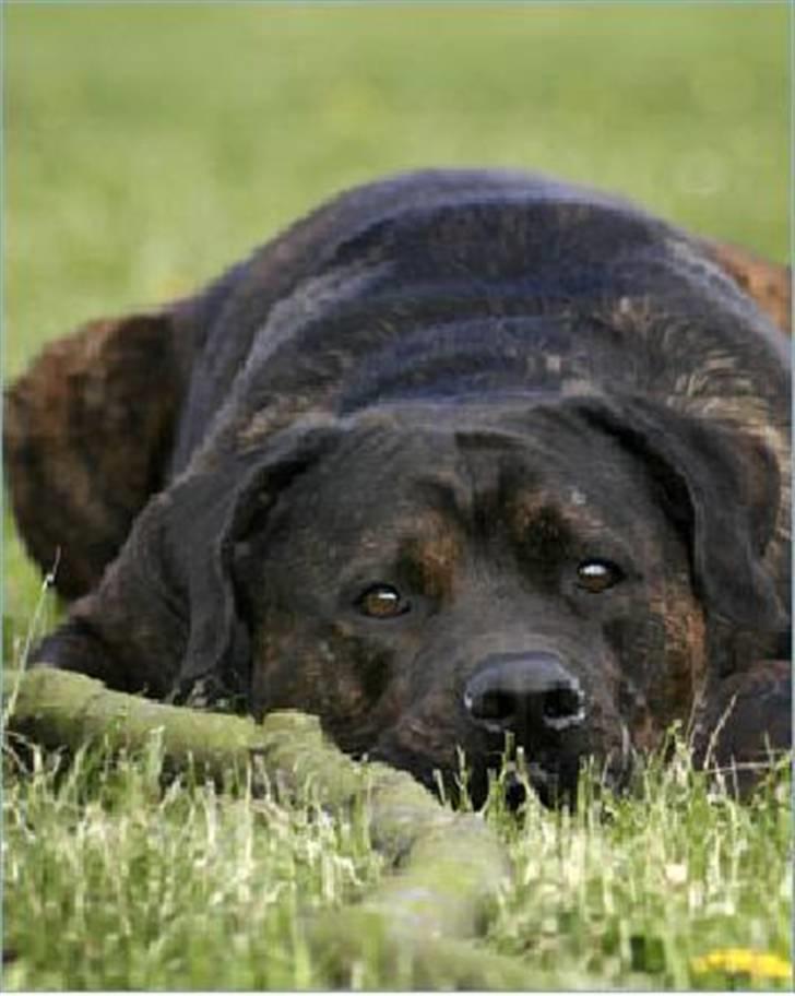 Blanding af racer Simba *RIP* - Suuuk.. Er der seriøst ingen der gider at kaste den bare èn gang mere ????  billede 4