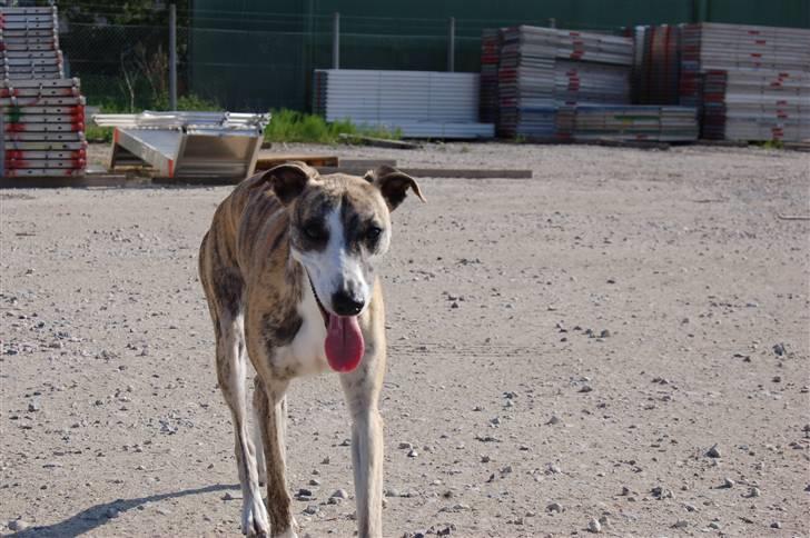 Whippet Newkins Charlie - nu kan jeg løbe frit omkring billede 5