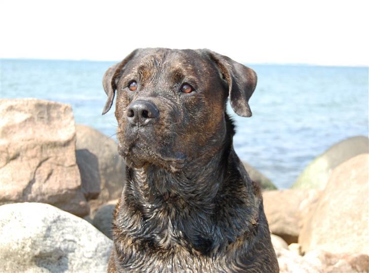Blanding af racer Simba *RIP* - Taget fra en tur på den lokale strand billede 5