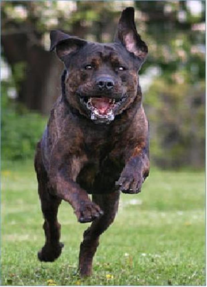 Blanding af racer Simba *RIP* - Moooooooaaaarrrr heeeeeer koooooommmer jeeeeeg ! billede 7