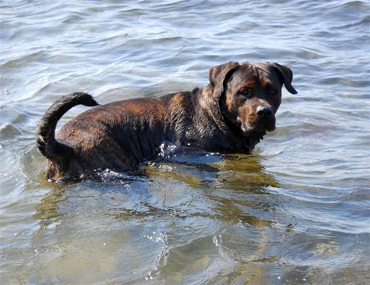 Blanding af racer Simba *RIP* - Her er Simba fanget i hans yndligns beskæftigelse - at fange krabber ! billede 8