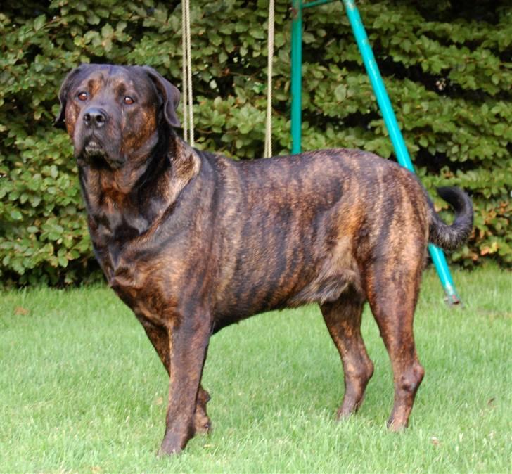 Blanding af racer Simba *RIP* - Flot opstilling til fotografen billede 9