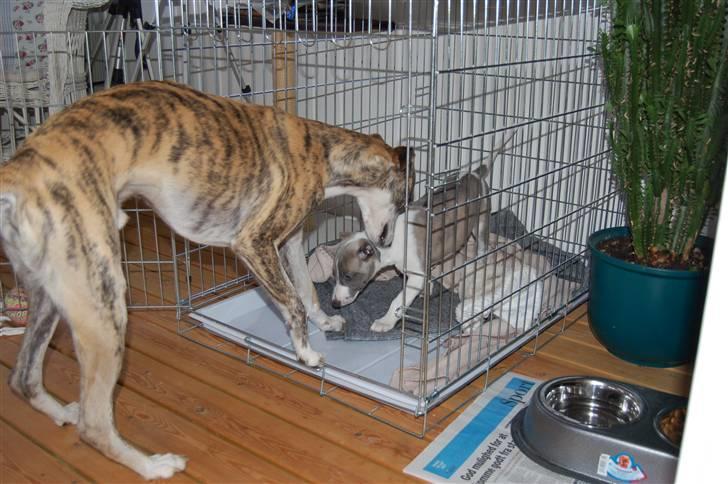 Whippet Newkins Matrix - nu er jeg endelig hjemme 20-06-2007 billede 5