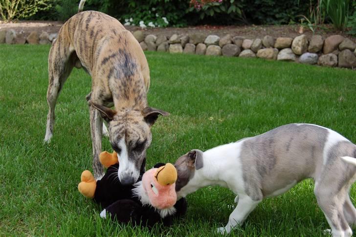 Whippet Newkins Matrix - mig og min storebror charlie billede 6