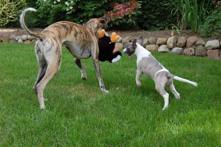 Whippet Newkins Charlie - mig og min nye lillebror matrix billede 6