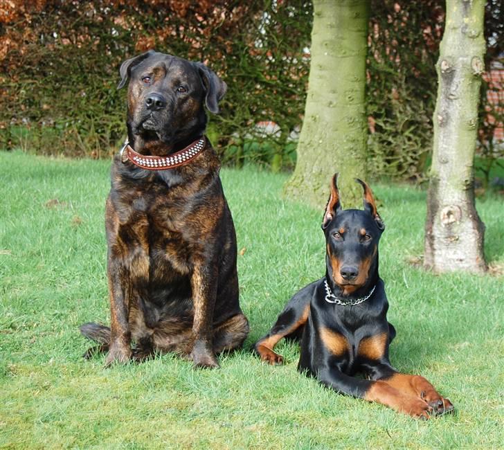 Blanding af racer Simba *RIP* - Sammen med sin partner-in-crime Dobermann´en Onyx billede 13