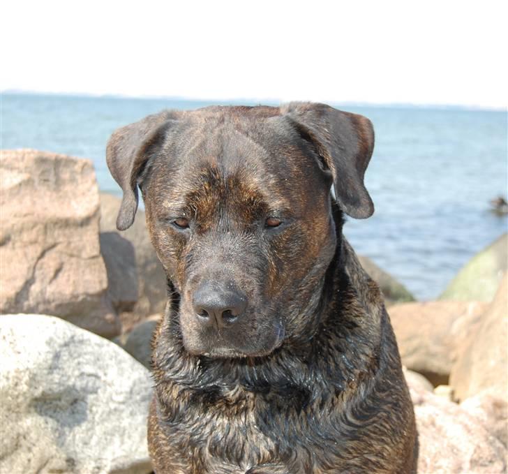 Blanding af racer Simba *RIP* - Hov, jeg kan sværge på at der går en krabbe dernede !  billede 14