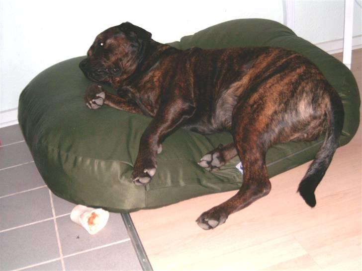 Blanding af racer Simba *RIP* - ZZZZZZZZZzzzzzzzzzzzzzz hhpprhhjprmmmm zzzzzzzzzzzzzzzzzzzzzzzzz billede 16