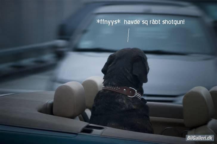 Blanding af racer Simba *RIP* - Billedet siger mere end 1000 ord billede 18