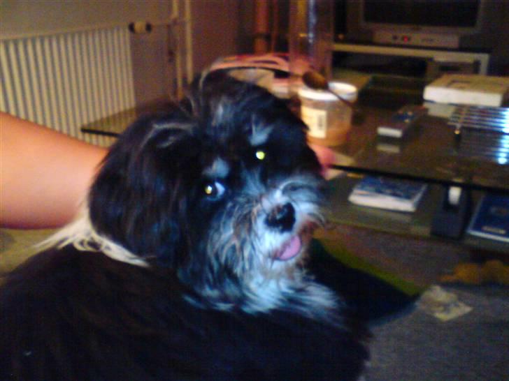 Lhasa apso Joey - Dejligt med lidt skygge efter en vild leg! billede 6