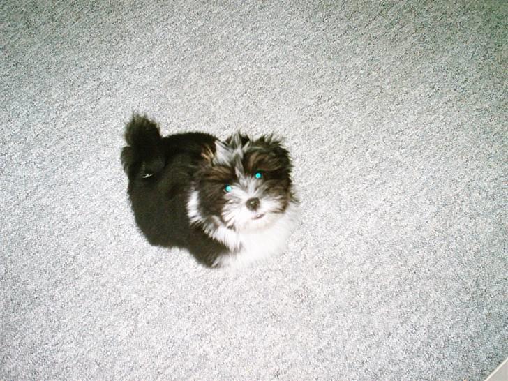 Lhasa apso Joey - Hej mor! billede 8