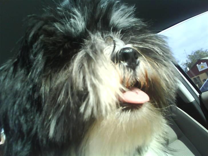 Lhasa apso Joey - Mig og mine legetøj billede 9