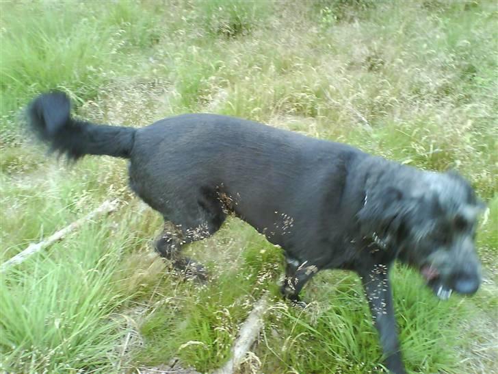 Blanding af racer Bamse - Bamse på skovtur :o) billede 18