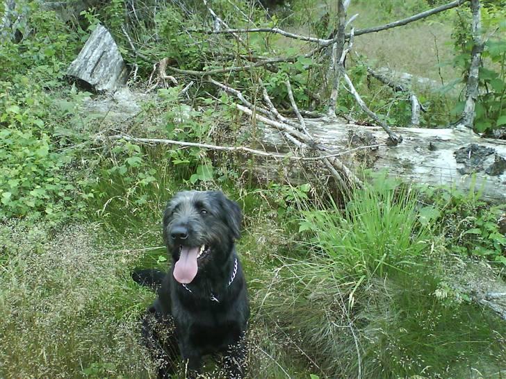 Blanding af racer Bamse billede 19