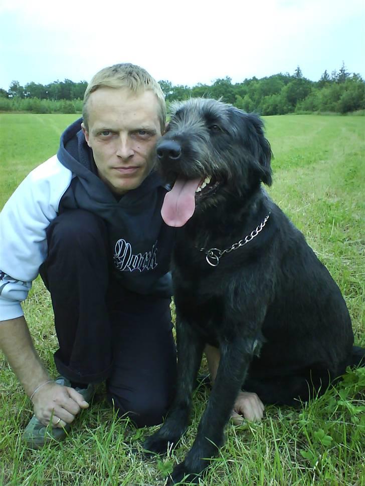 Blanding af racer Bamse - bamse med sin far :o) billede 20