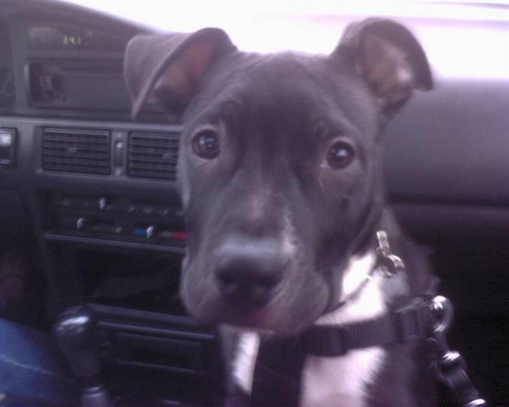 Amerikansk staffordshire terrier Kenzo - Jeg elsker at køre bil billede 6