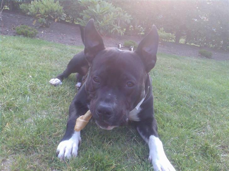 Amerikansk staffordshire terrier Kenzo - MIT kødben billede 7