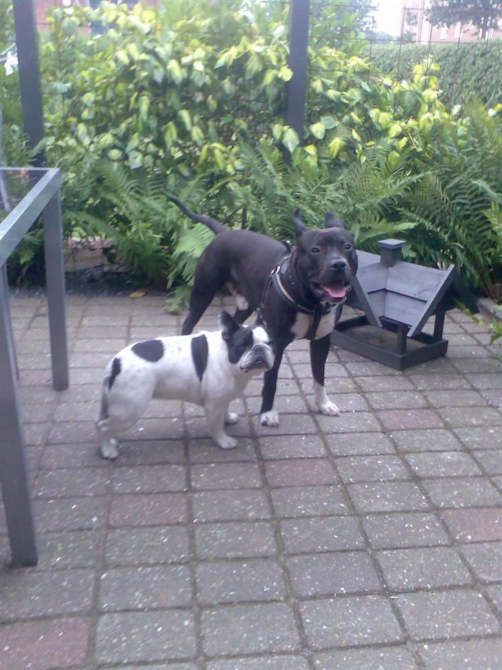 Amerikansk staffordshire terrier Kenzo - min veninde (moster) chilli og jeg billede 8