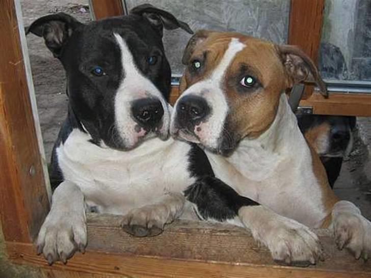 Amerikansk staffordshire terrier Kenzo - min mor og far (Bella og Cody) billede 9