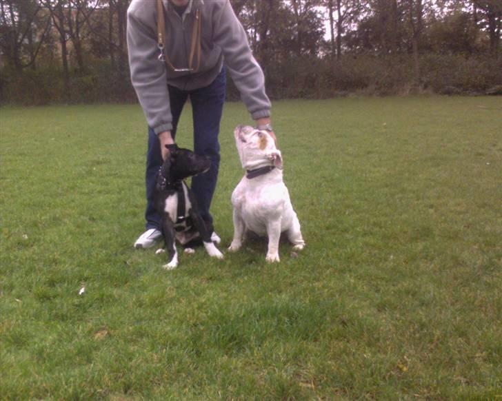 Amerikansk staffordshire terrier Kenzo - Bulldoggen Gurlig og så lille mig billede 10