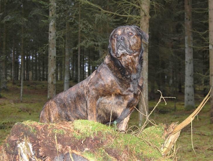 Blanding af racer Simba *RIP* - Skovens konge..  billede 20