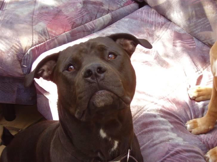 Amerikansk staffordshire terrier Nixon - Super model billede 1