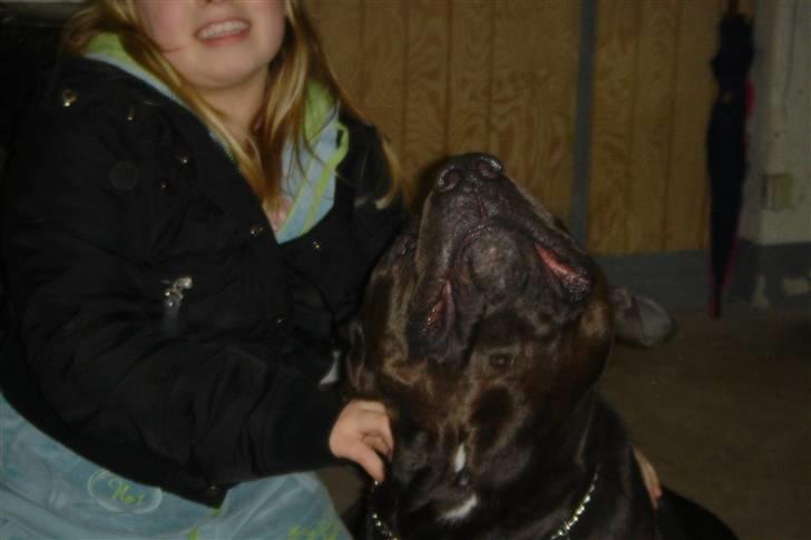 Amerikansk staffordshire terrier Nixon - Jeg er glad idag billede 2