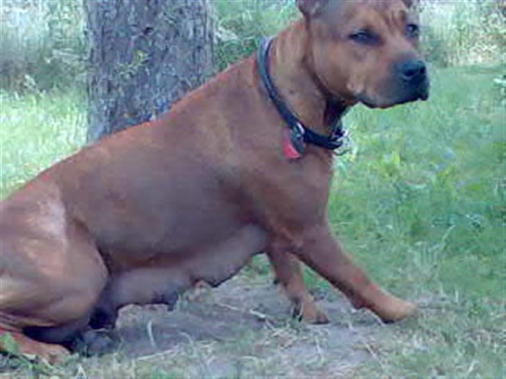 Amerikansk staffordshire terrier Cayli - Caylis mor,Jessie billede 6