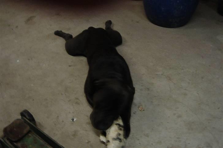 Amerikansk staffordshire terrier Nixon - Se sådan slapper man afffff billede 3