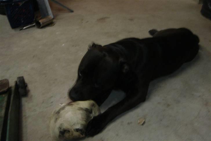 Amerikansk staffordshire terrier Nixon - Min boldt billede 4