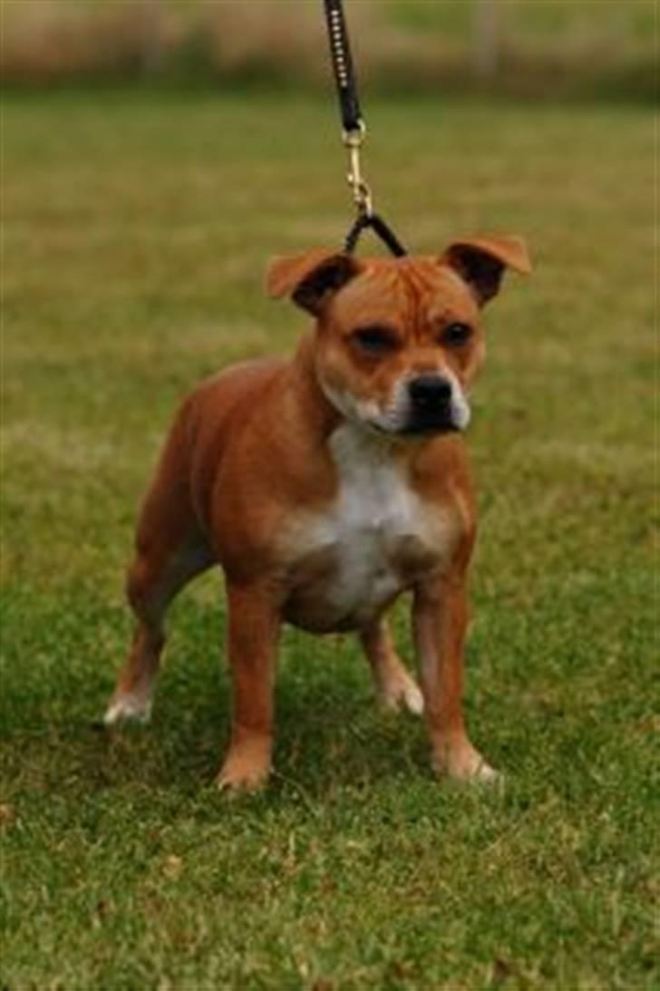 Staffordshire bull terrier Angelicstaffs little Fiji billede 6