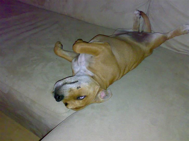 Staffordshire bull terrier Angelicstaffs little Fiji billede 7