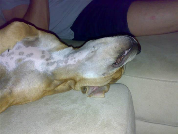 Staffordshire bull terrier Angelicstaffs little Fiji billede 8