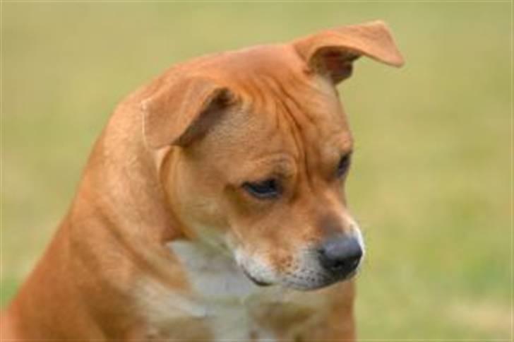 Staffordshire bull terrier Angelicstaffs little Fiji billede 9