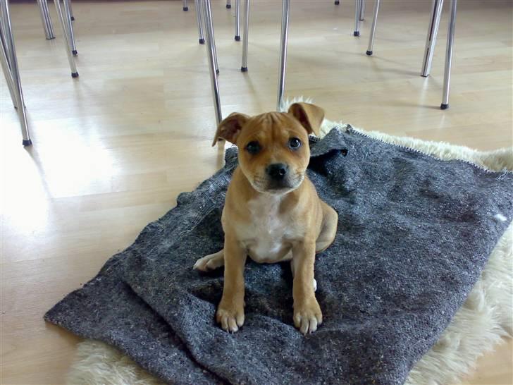 Staffordshire bull terrier Angelicstaffs little Fiji billede 10