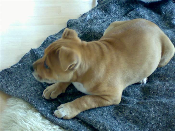 Staffordshire bull terrier Angelicstaffs little Fiji billede 11