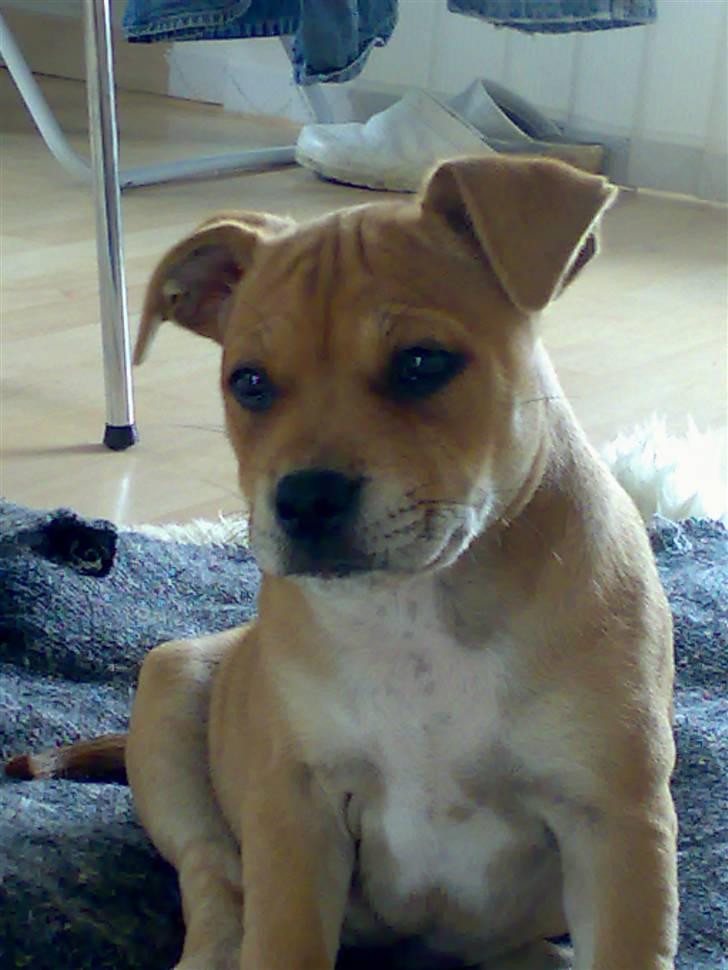 Staffordshire bull terrier Angelicstaffs little Fiji billede 12