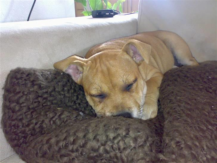 Staffordshire bull terrier Angelicstaffs little Fiji billede 13