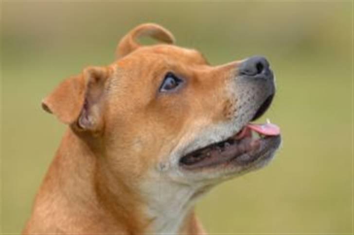 Staffordshire bull terrier Angelicstaffs little Fiji billede 14