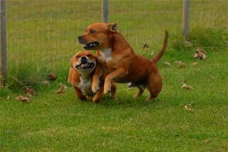 Staffordshire bull terrier Angelicstaffs little Fiji billede 15