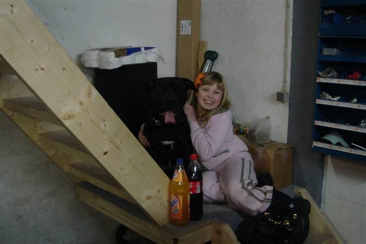 Amerikansk staffordshire terrier Nixon - Tungen lige i munden billede 6