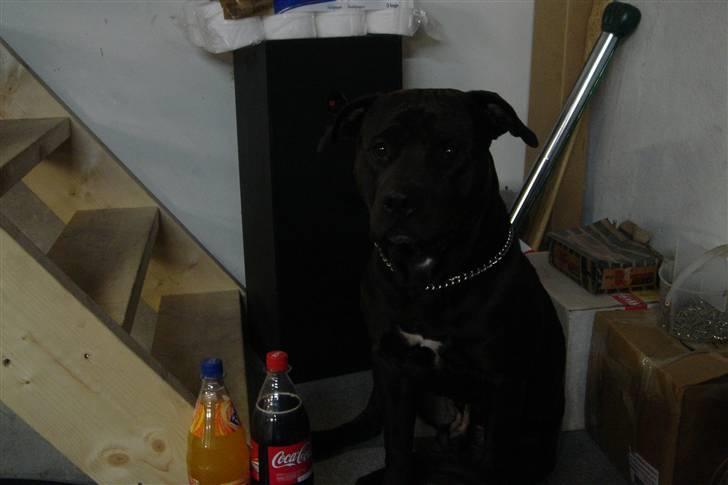 Amerikansk staffordshire terrier Nixon - Det er så mig billede 7