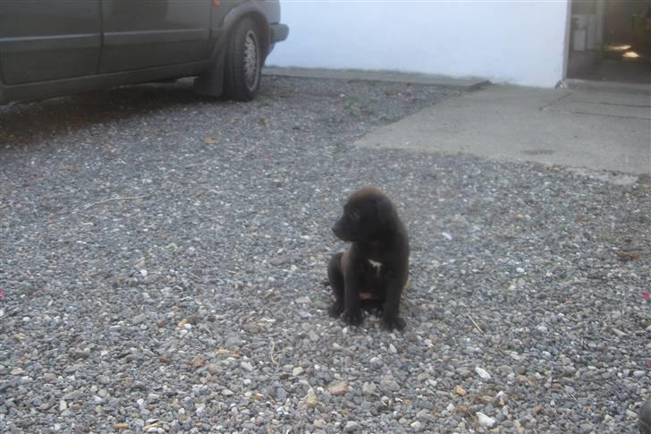 Amerikansk staffordshire terrier Nixon - Mig som LILLE BABY billede 8