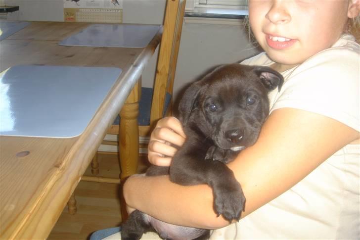 Amerikansk staffordshire terrier Nixon - Jeg er en lille prop billede 10