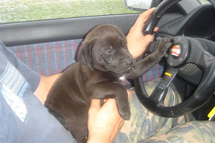 Amerikansk staffordshire terrier Nixon - Det er fedt at køre bil billede 11