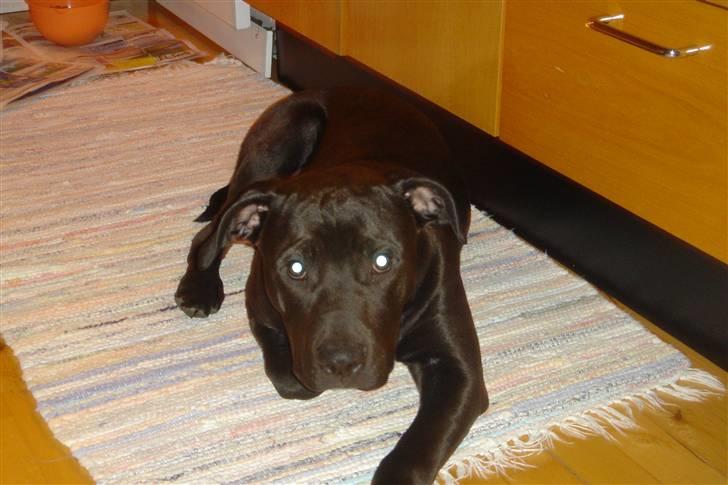 Amerikansk staffordshire terrier Nixon - Mig på tæppet billede 13