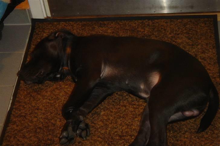 Amerikansk staffordshire terrier Nixon - ZzzzZZZZZZZZZZZz billede 14