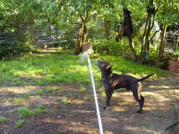 Amerikansk staffordshire terrier Nixon - Dumme stråle billede 15