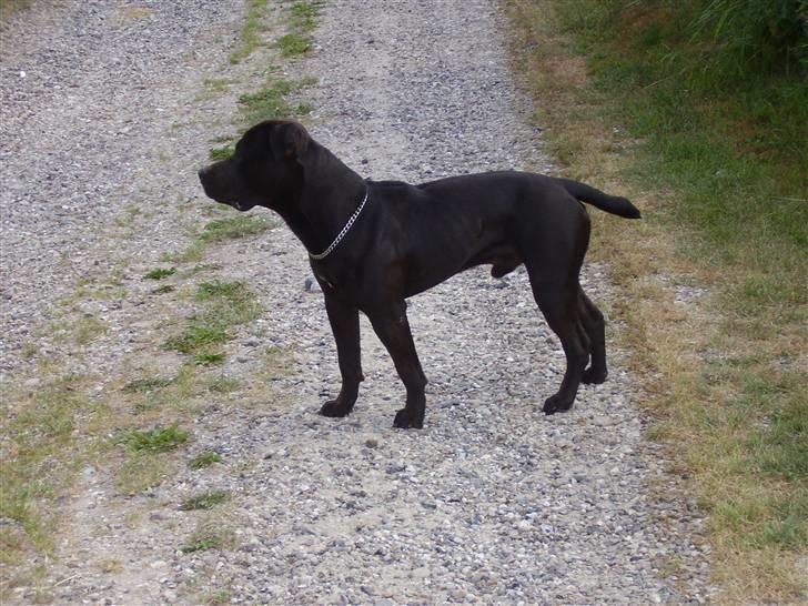 Amerikansk staffordshire terrier Nixon - Mig på vandretur billede 16