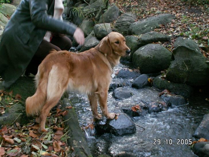 Golden retriever Gaya billede 1